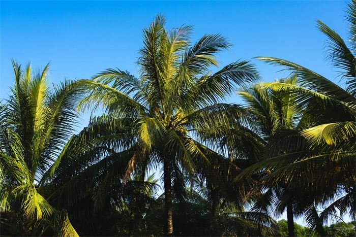 Cocotiers sur fond de ciel bleu