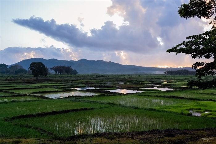 Rizières de Madagascar sous un ciel d'orage