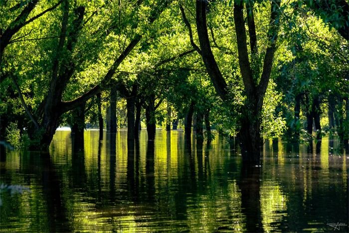 Forêt inondée aux reflets verts