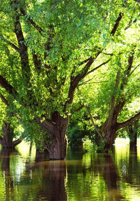 Arbres les pieds dans l'eau