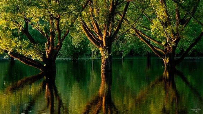 Troncs reflétés dans l'eau calme