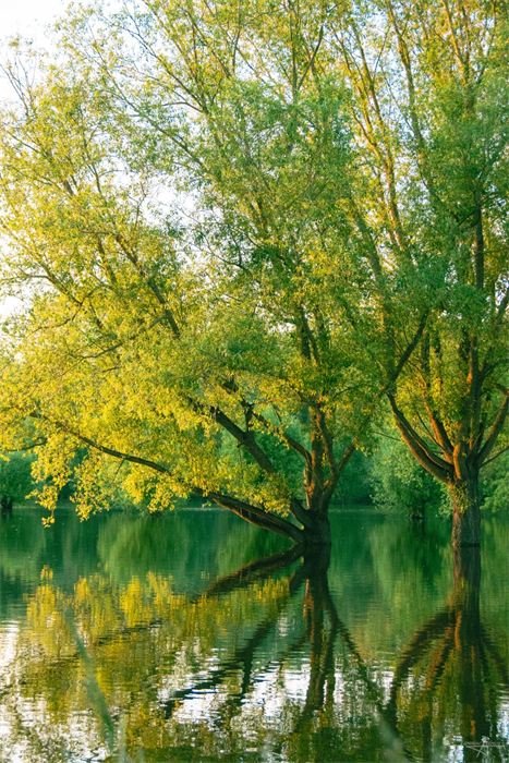 Saule se reflétant dans l'eau